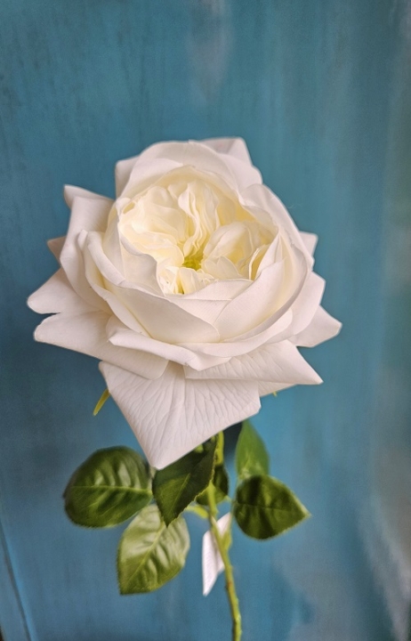 Englische Rose 65 cm in 