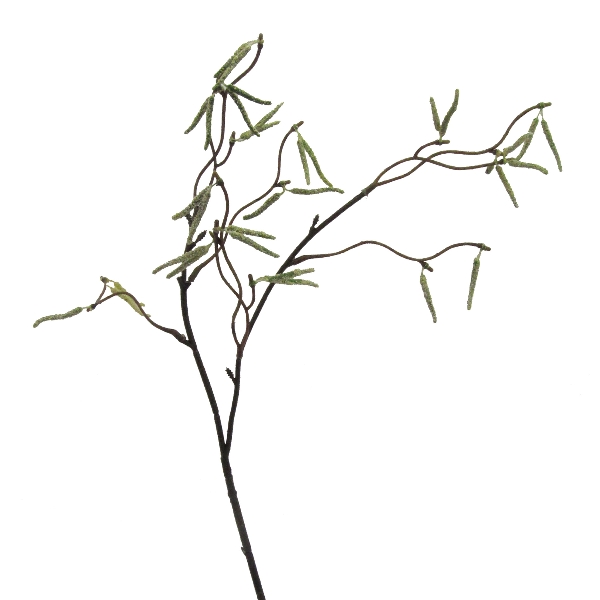 Gasper Birkenzweig 1/Poly, 53 cm, in Farbe Creme, zweig, zweige, blätter, pflanzenzweig, zweigzweig