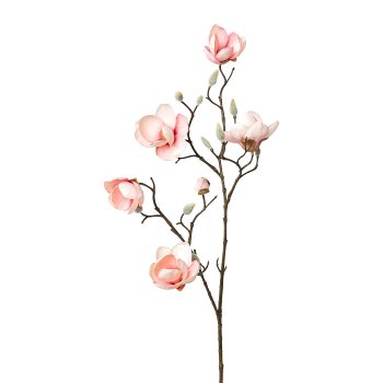 Gasper Magnolie in Farbe Rosa