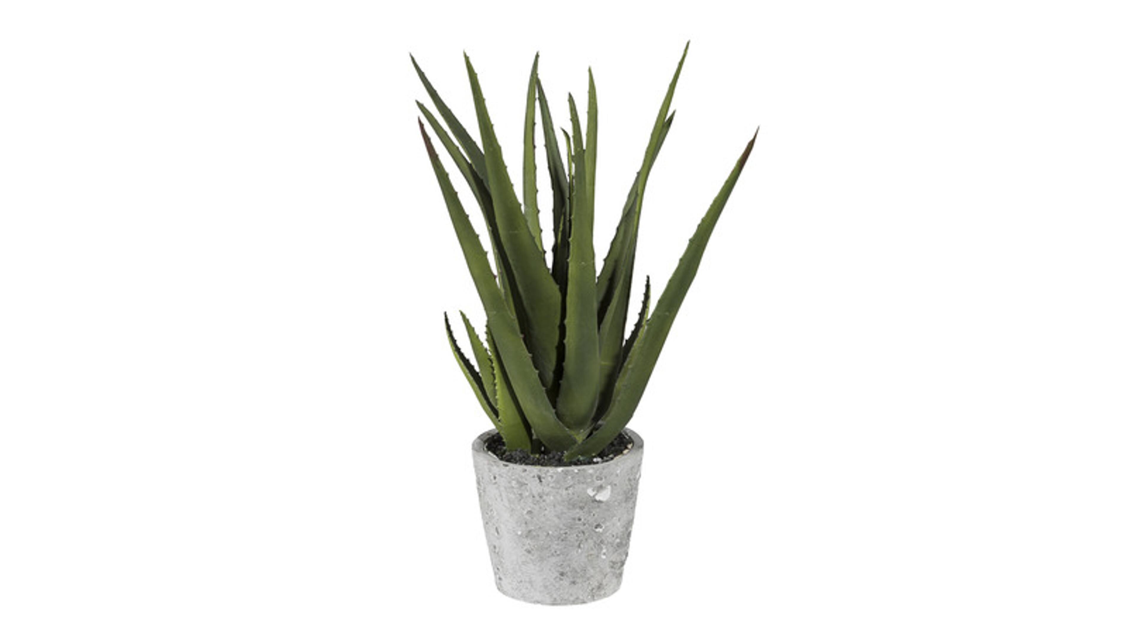 Aloe im Zementtopf 40cm ALOE in Grau Gasper Aloeverapflanze Aloe in Kunststoff/Zement