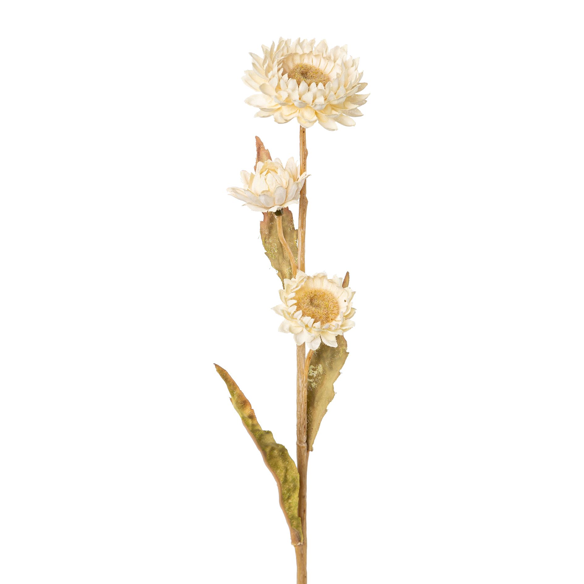 Gasper Strohblume STEFANIE in Seide, Creme