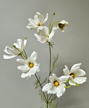 Andreas Cosmea,76cm COSMEA in 