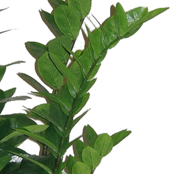 Gasper Zamifolia 110cm in 