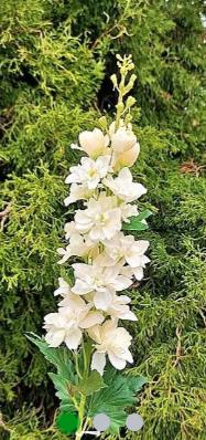 Andreas Delphinium,74cm DELPHINIUM in 