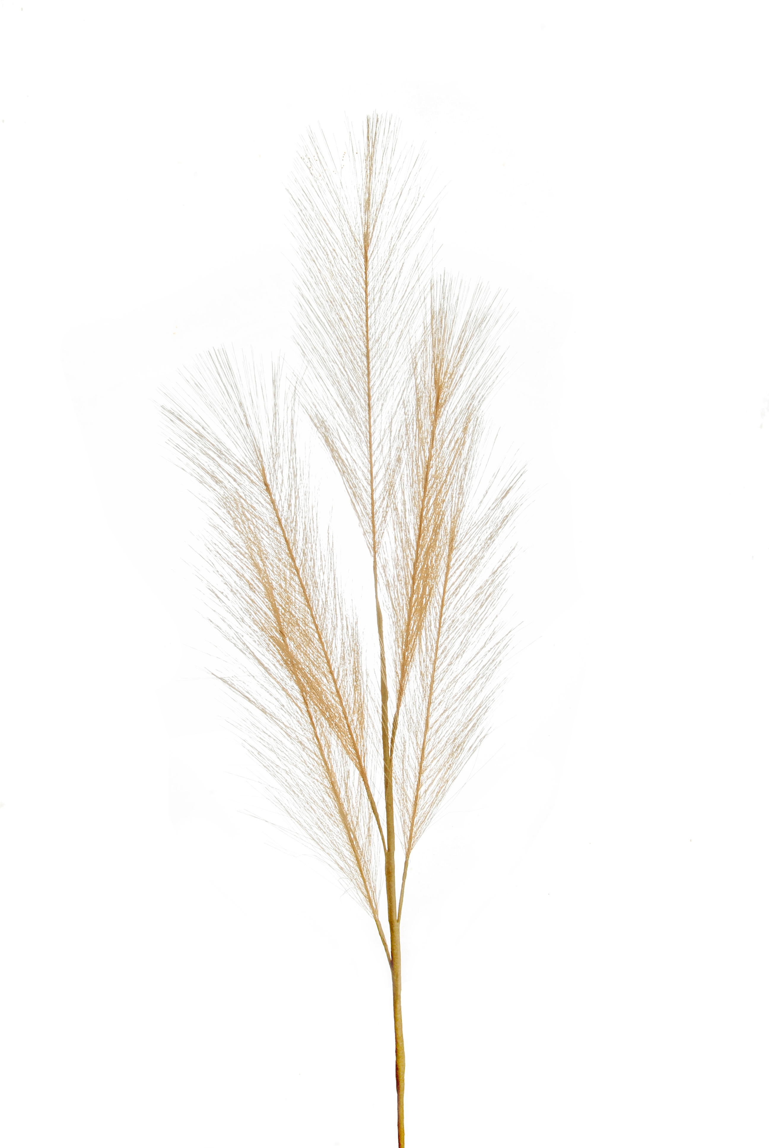 Flower Manufaktur Pampaswedel ca. 68cm in Farbe Braun