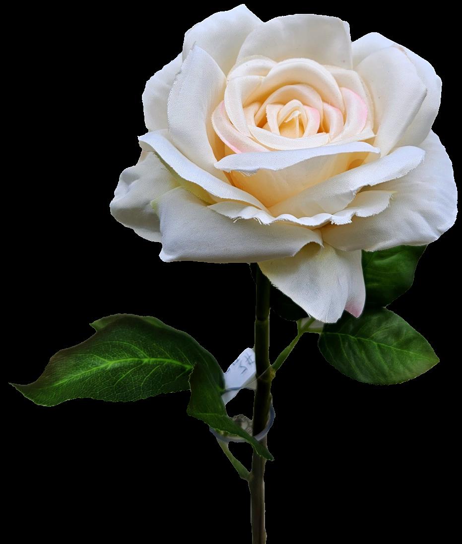 Andreas Klassische Rose,38cm ROSE in crene-aprikose