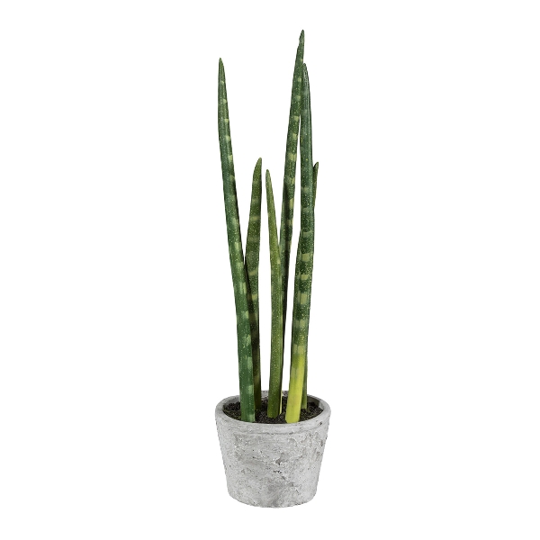 Gasper Sanseveria im Zementtopf ca.H40 cm in 40cm