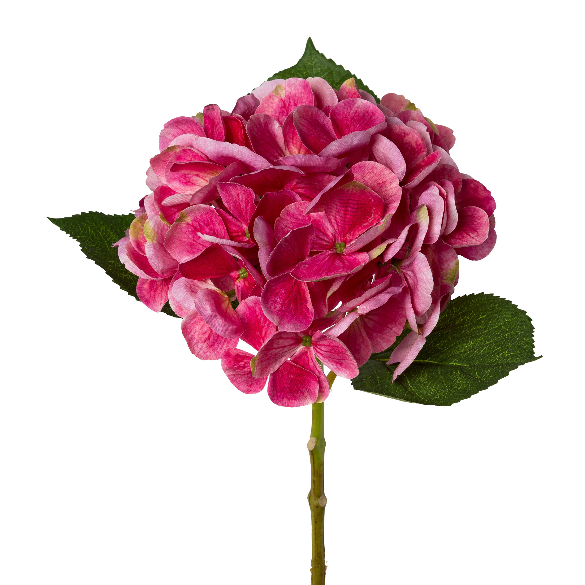 Hortensie LOPEZ in Rosa / Pink, Hydrangea, Rosen- und Pinkblüten?, Pinke Blüten, Blütenstand, Grüne Blätter