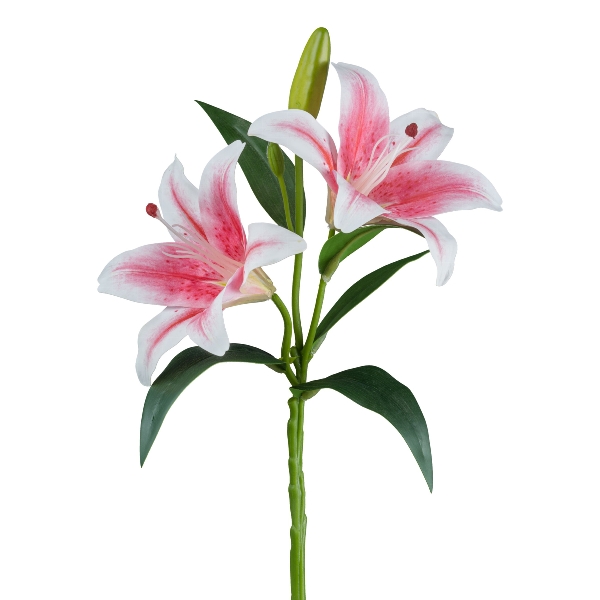 Gasper Lilie mit Knospen, 39 cm, rosa in Farbe Rosa, Lilien, pinkfarbene Lilien, Blütenstamm, Triebe mit Knospen, grüne Blätter