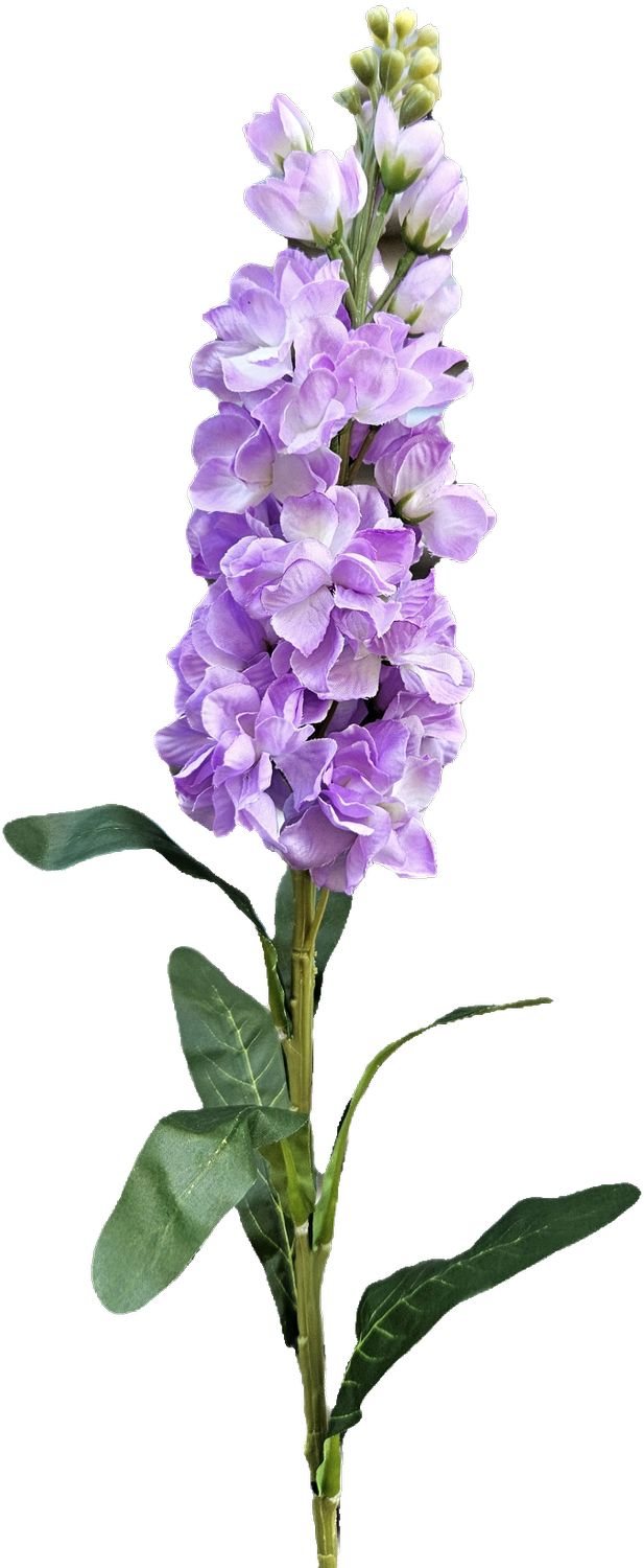 Andreas Levkoje,83cm in hellviolett-dunkelviolett Levkoje,83cm in