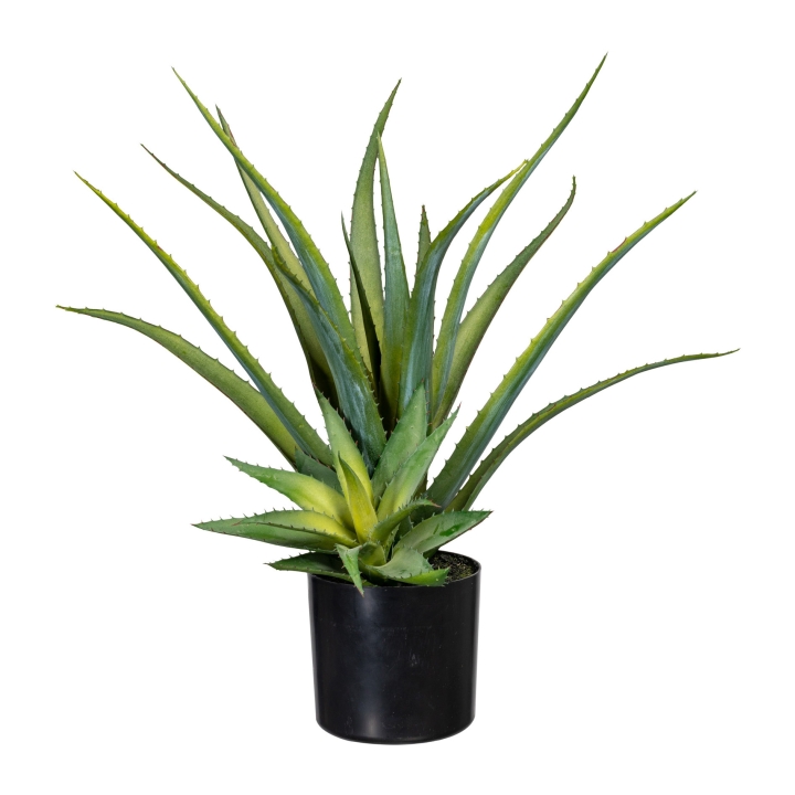 Gasper Aloe x2, ca 48cm grün, im in Farbe Grün, pflanze, aloe, pflanzen-topf, succulent, grün