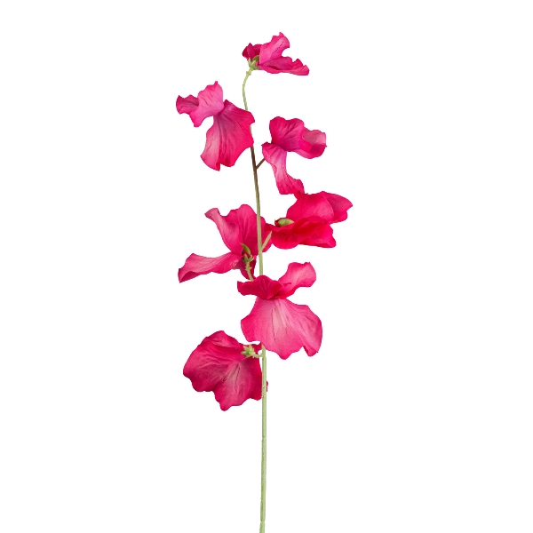 Gasper Wicke, 50 cm, rot-rosa in Farbe Rot-Rosa Gasper Wicke, 50 cm, rot-rosa in Farbe Rot-Rosa, rosenblüten, pink, stängel, staudenblume, blütenzweig