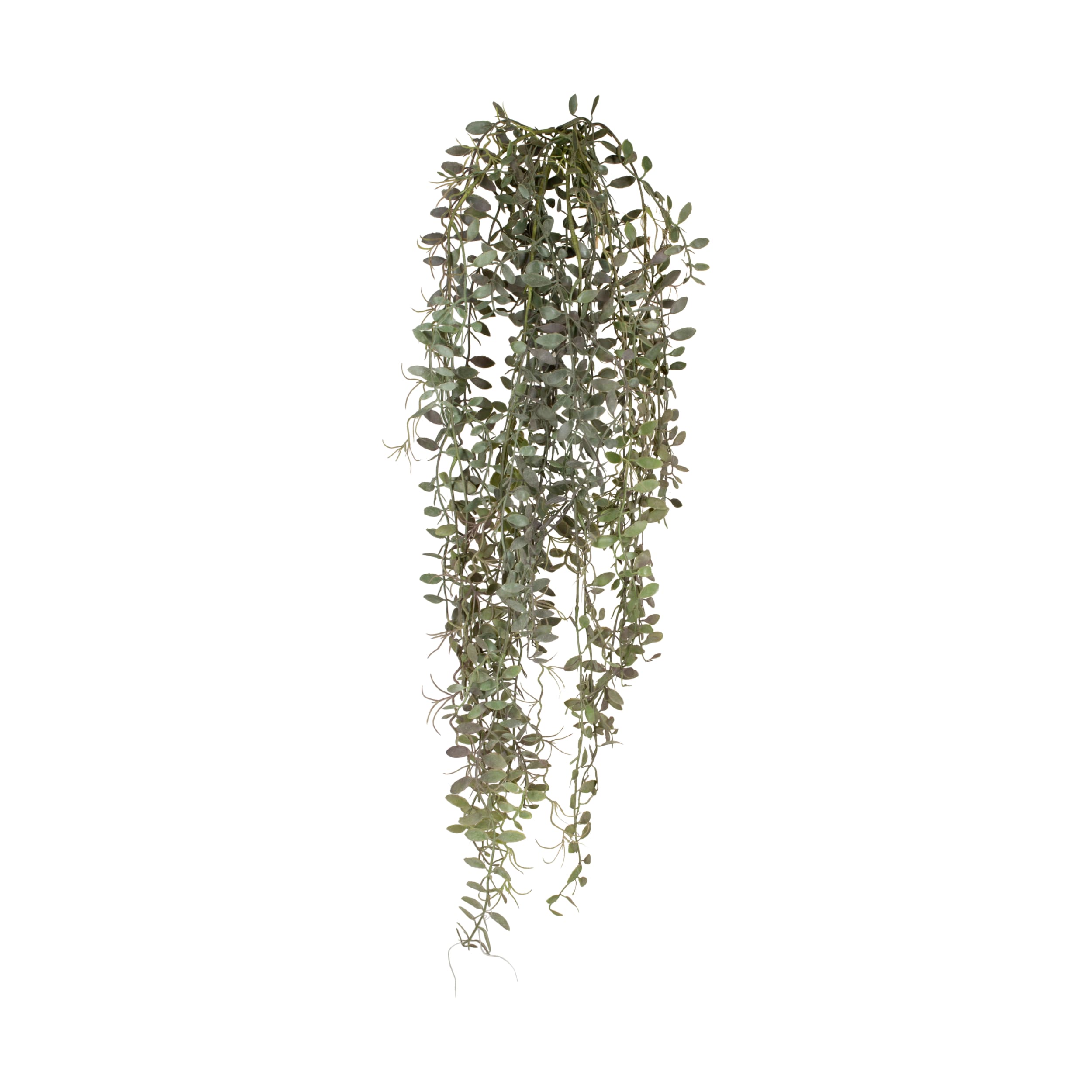 Dijk Natural Collections Astfarn in Farbe grün, Pflanze, Rebe, Blatt, Topfpflanze
