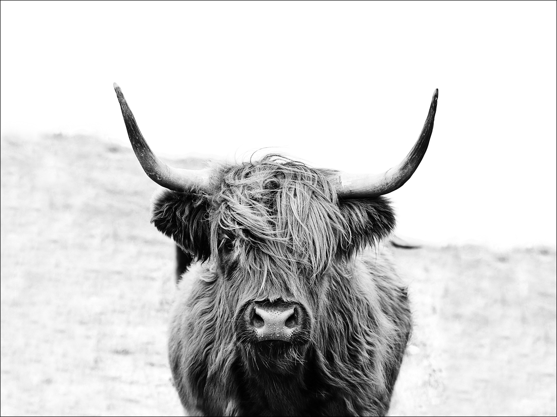 PRO ART Canvas-Art Junges Wohnen 120x90cm Scottish Highland Cattle
