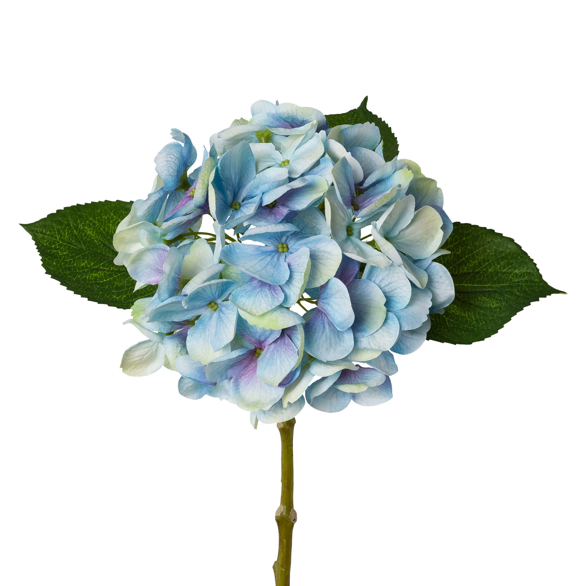 Gasper Hortensie LOPEZ in Blau