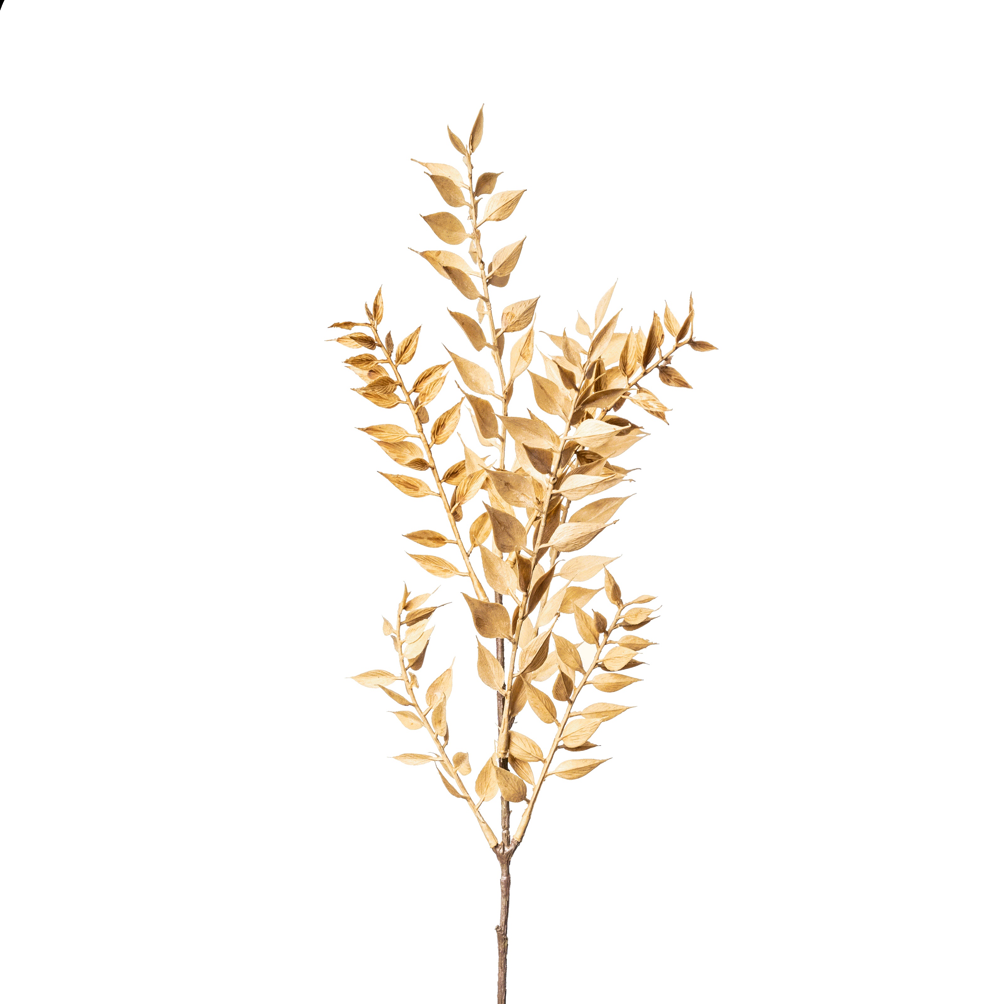 Mini Ruscus ca.50 cm 9242-616 in Beige Flower Manufaktur Mini Ruscus ca. 50cm in Farbe Nature