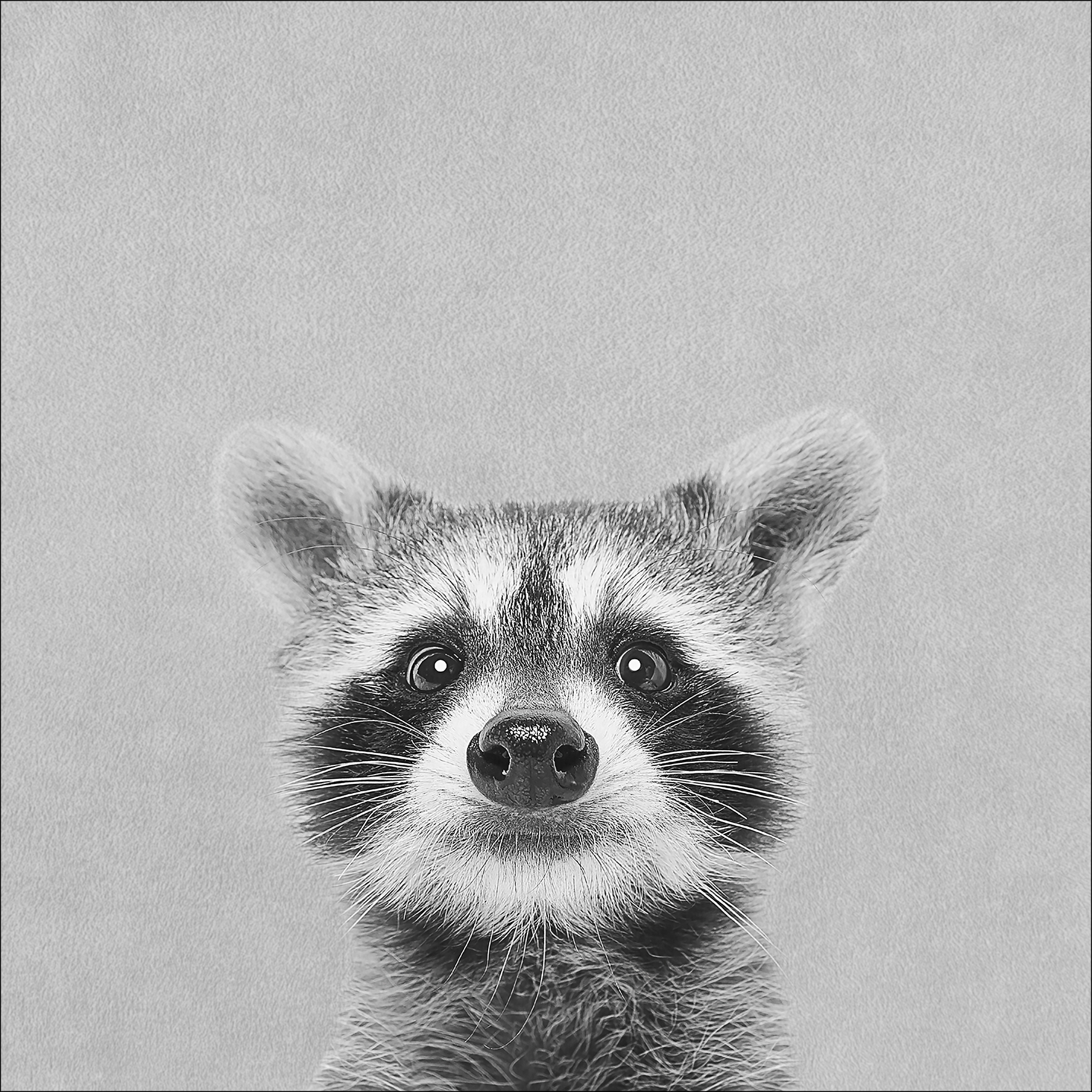 PRO ART Canvas-Art Junges Wohnen 30x30cm Young racoon