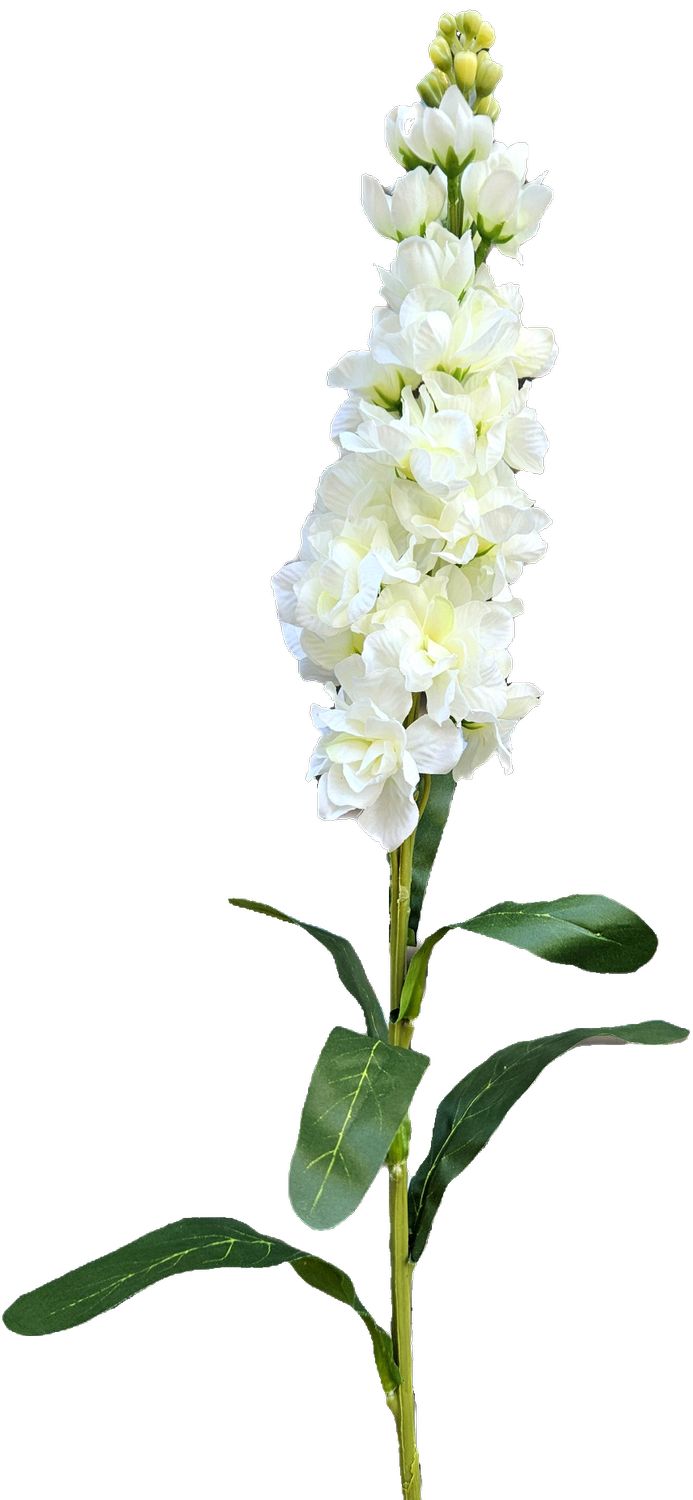 Levkoje,83cm in creme-weiß