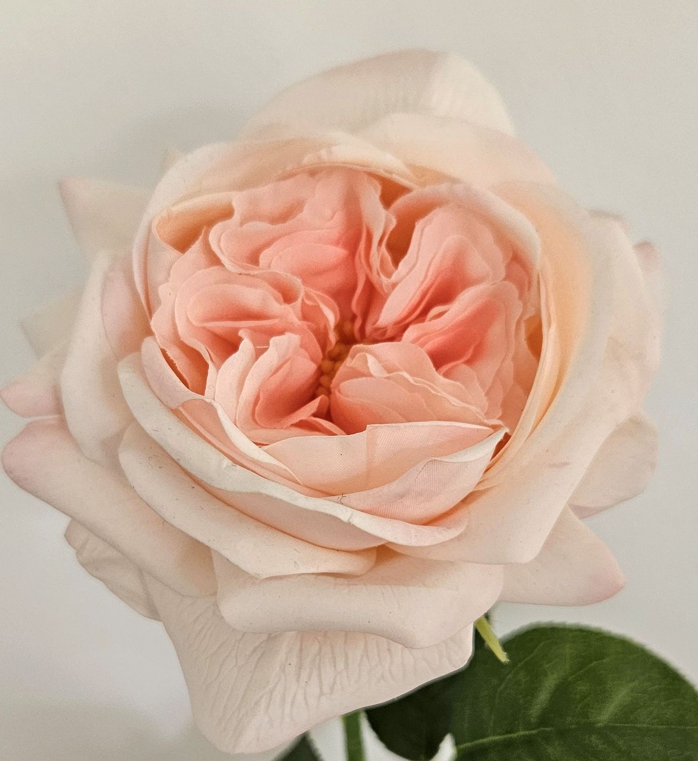Englische Rose 65 cm in Real Touch soft, hellrosa