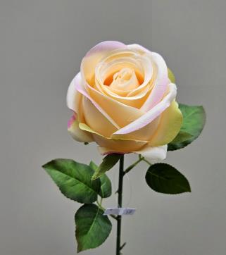 Andreas Französische Rose,50cm ROSE in gelb-rosa Andreas Französische Rose,50cm ROSE in gelb-rosa