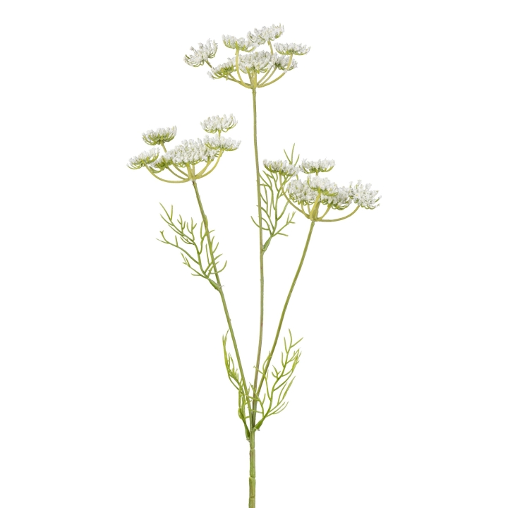 Gasper Ammi Majus in Farbe Weiß