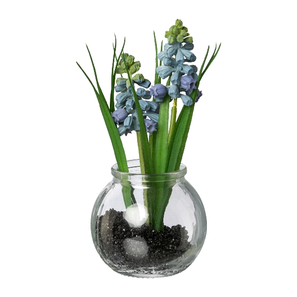 Muscari mit Gras im Glas 15cm 3021154-90 in Blau, glasgefäß, Topfpflanze, blaue blumen, hyazinthe, grüne blätter