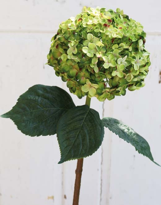  // Hortensie // grün // Höhe ca. 60 cm