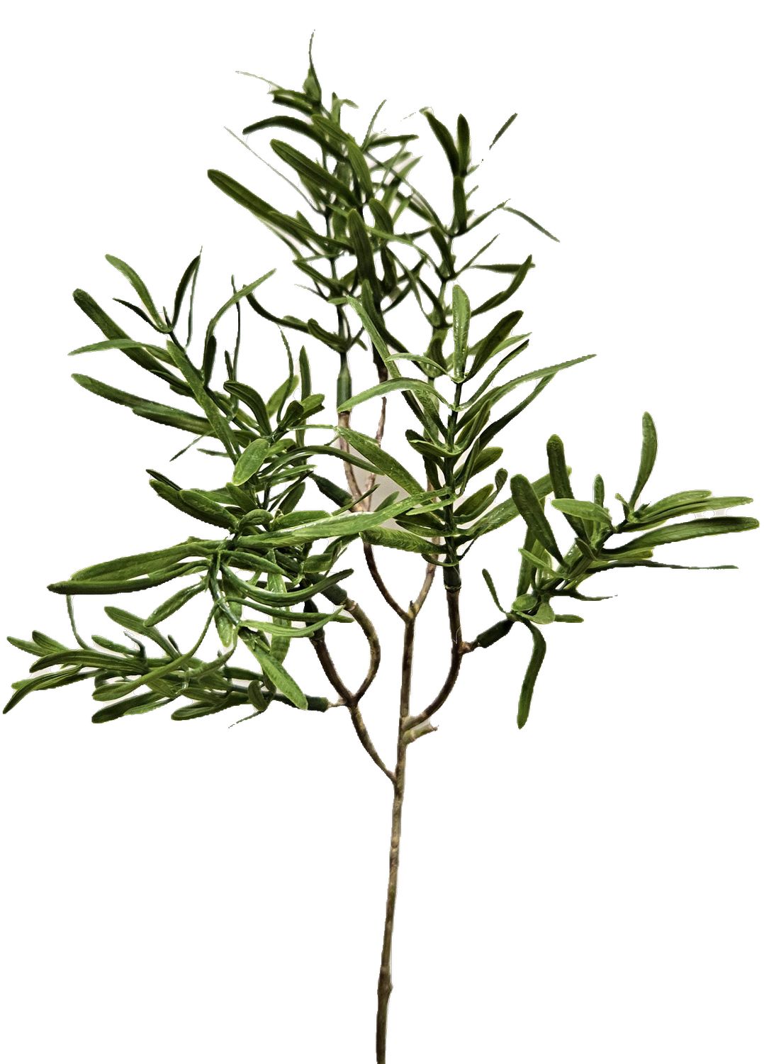 Rosmarinzweig 36 cm in grün