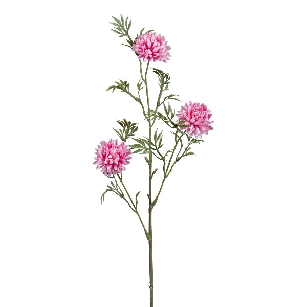 Gasper Kerriazweig, 56 cm, rosa in Farbe Rosa, Blumen, Strauchpflanze, pink, Dahlie, Blütenstiel