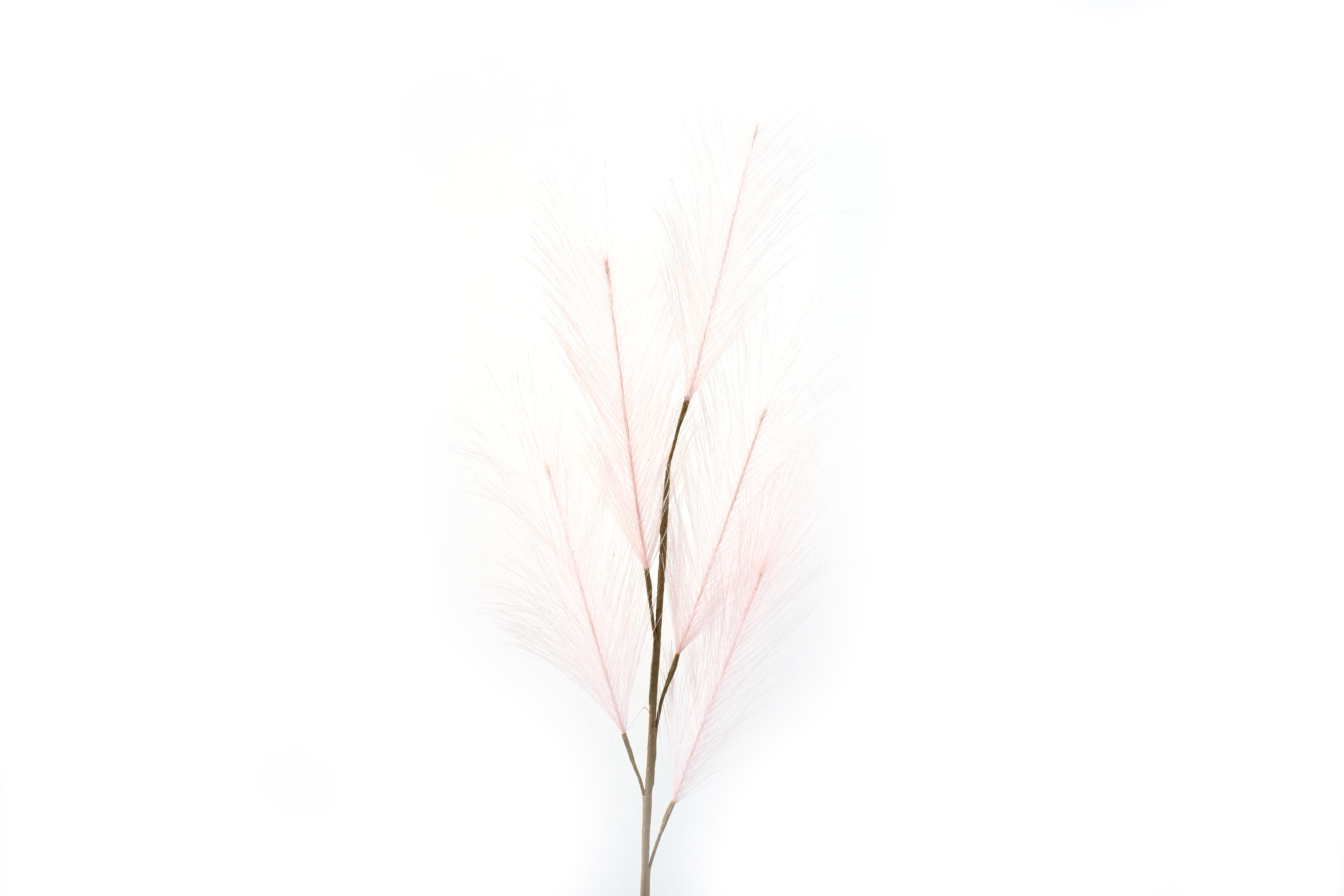 Flower Manufaktur Pampaswedel ca. 68cm in Farbe Hellrosa