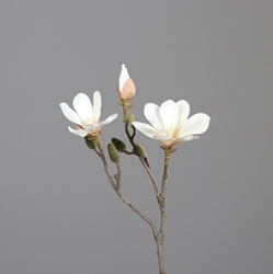 DPI Magnolienzweig in Farbe cream, Blume, Pflanze, Blütenblatt