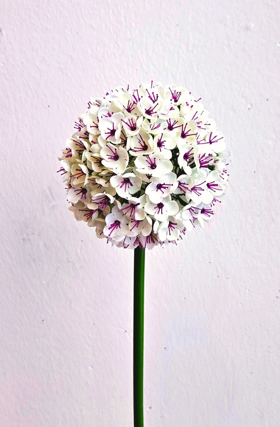 Allium,68cm in weiß-rosa