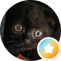 Katzen Davino