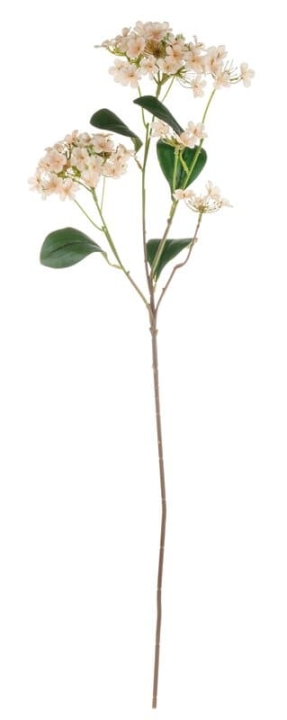  // Virburnum // aprikose // Höhe ca. 69 cm