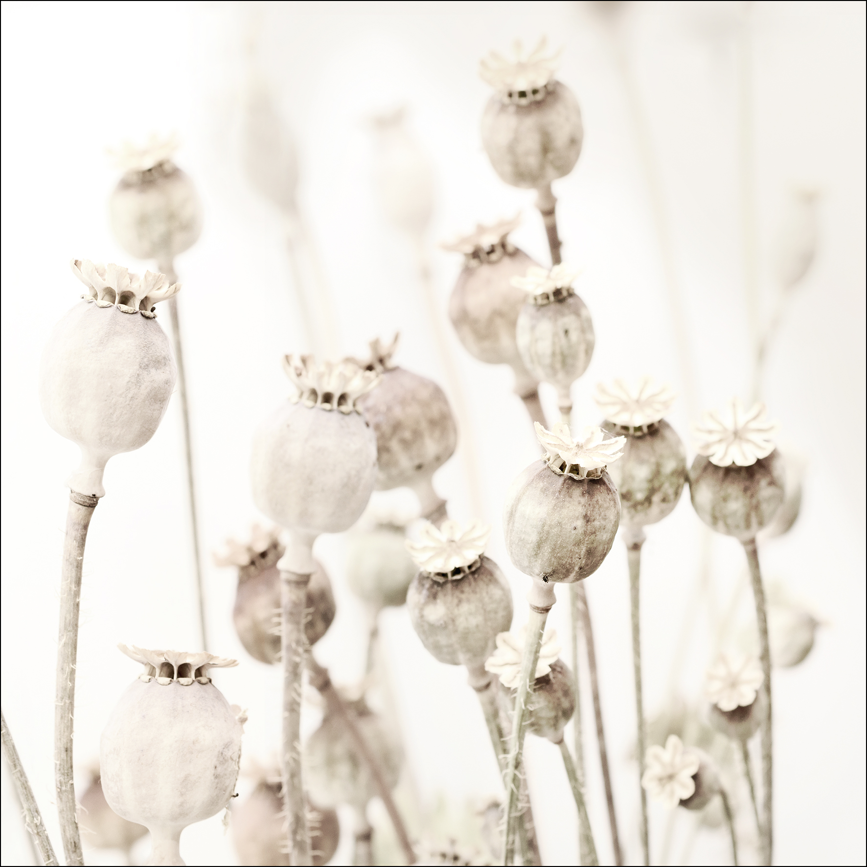 PRO ART Glas-Art 50x50cm Dried Poppies