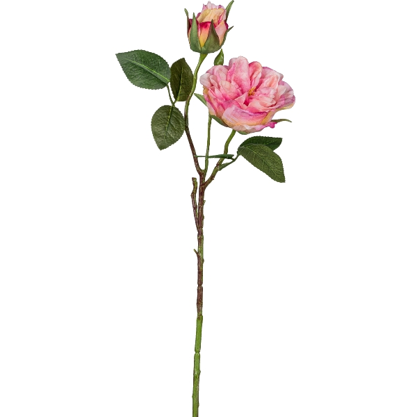 Gasper Gartenrose, 58cm,rosa in Farbe Rosa, Rosen, Rosenstrauß, Rose, Rosenknospe, Blattgrün