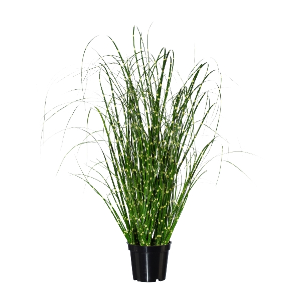 Gasper Miscanthus Zebrinus 52cm ca. H52 cm in 
