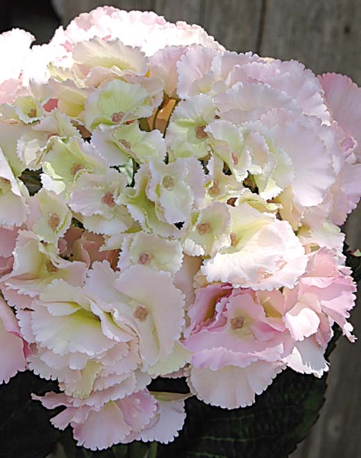 Hortensie 70cm 9811508A3 in 