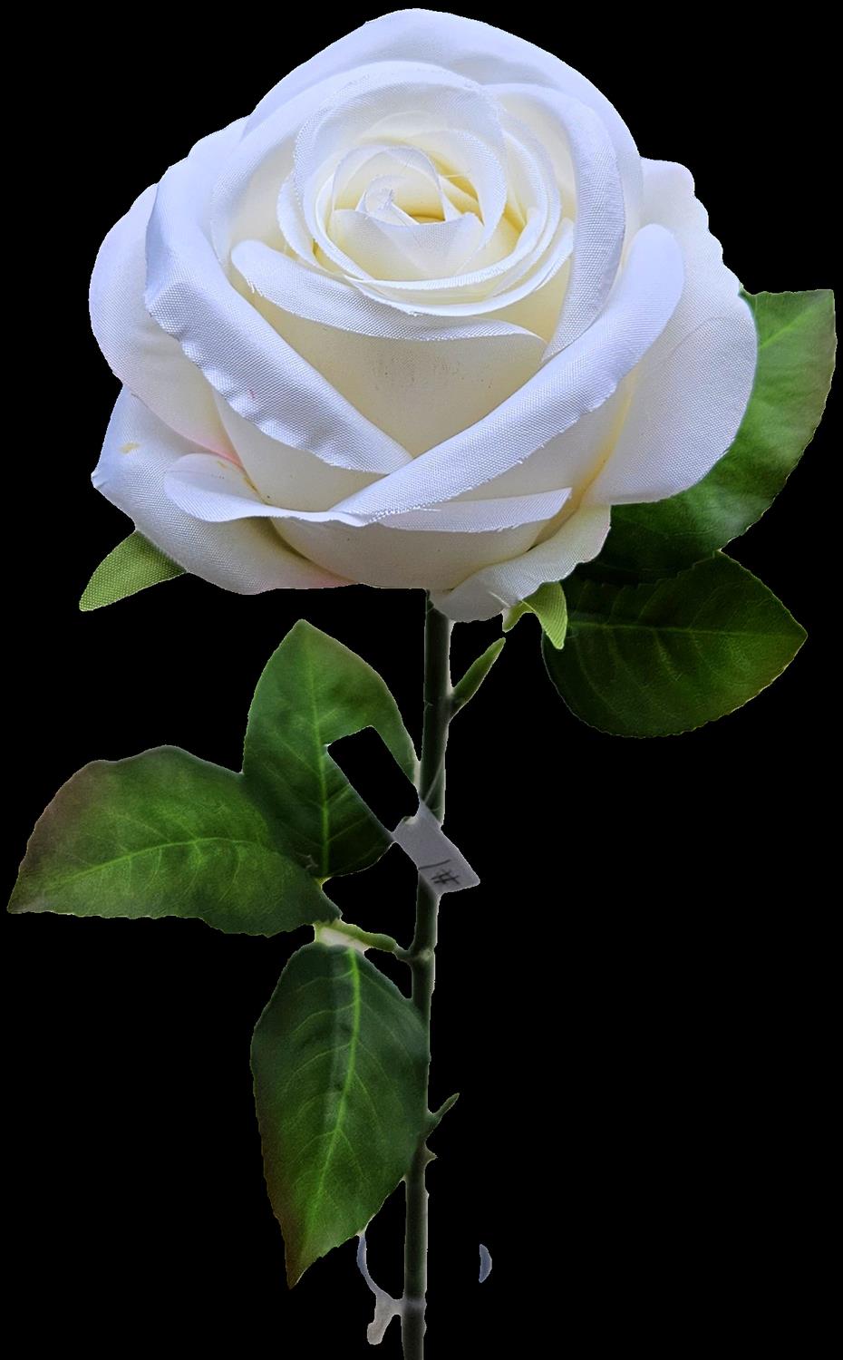 Andreas Französische Rose,50cm ROSE in creme-weiß