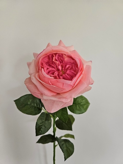 Englische Rose 65 cm in Real Toch soft, rosa