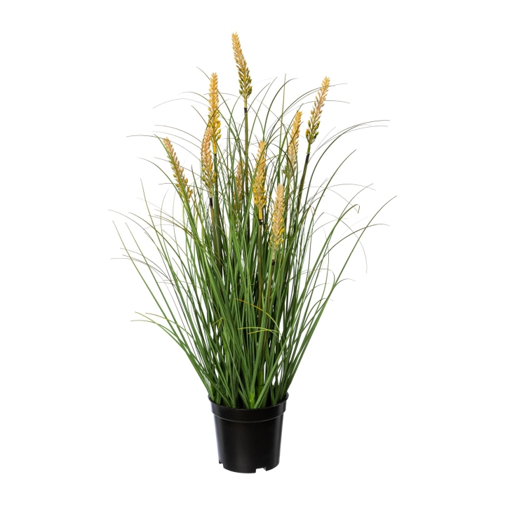Gasper Pennisetum im Topf, 59 cm, in Farbe Grün, Gras, Pflanze, Topf, Gelb, Tall grasses