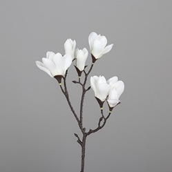 DPI Magnolie in Farbe cream, Blume, Blütenblatt, Pflanze