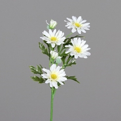 DPI Margerite in Farbe cream, Gänseblümchen, Blume, Pflanze, Anemone, Blumen-Arrangement