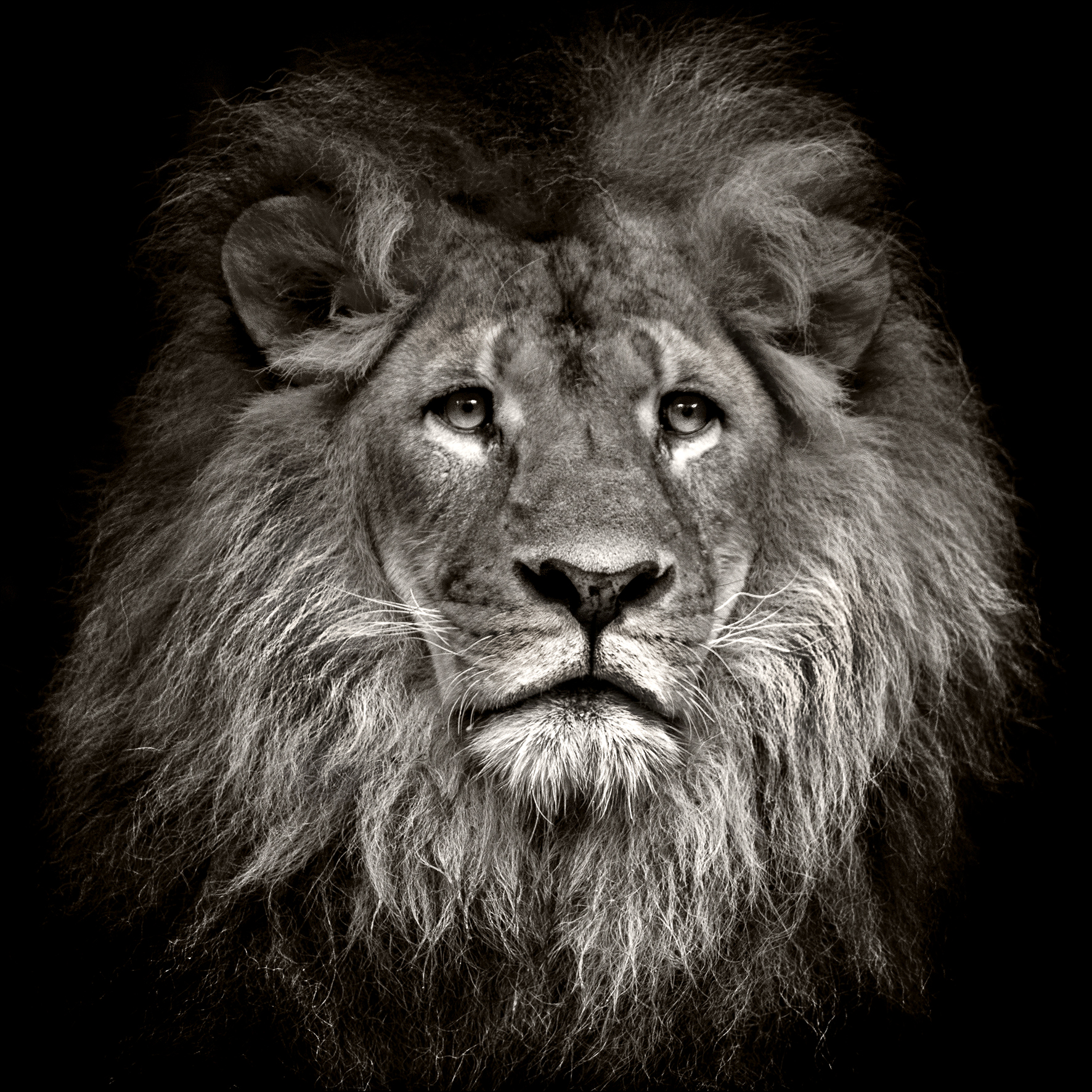 PRO ART Glas-Art 30x30cm Lion Head