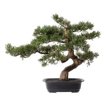 Gasper Bonsai Zeder in Farbe Grün
