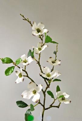 Andreas Jap. Hartriegelzweig,76cm in Andreas Jap. Hartriegelzweig,76cm in