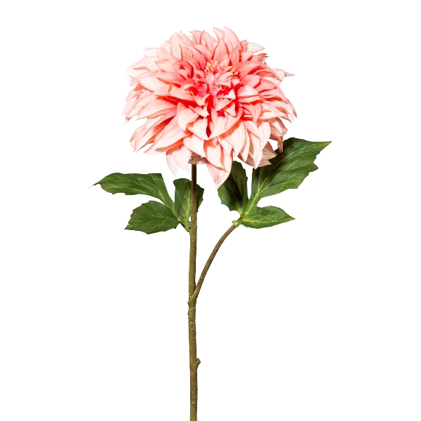 Gasper Dahlie, 54 cm, rosa in Farbe Rosa, Blume, Pfingstrose, Rosa, Stielpflanze, Blütenstiel