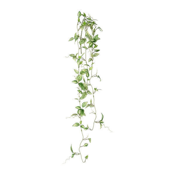 Gasper Tradescantie in Farbe Grün-Weiß