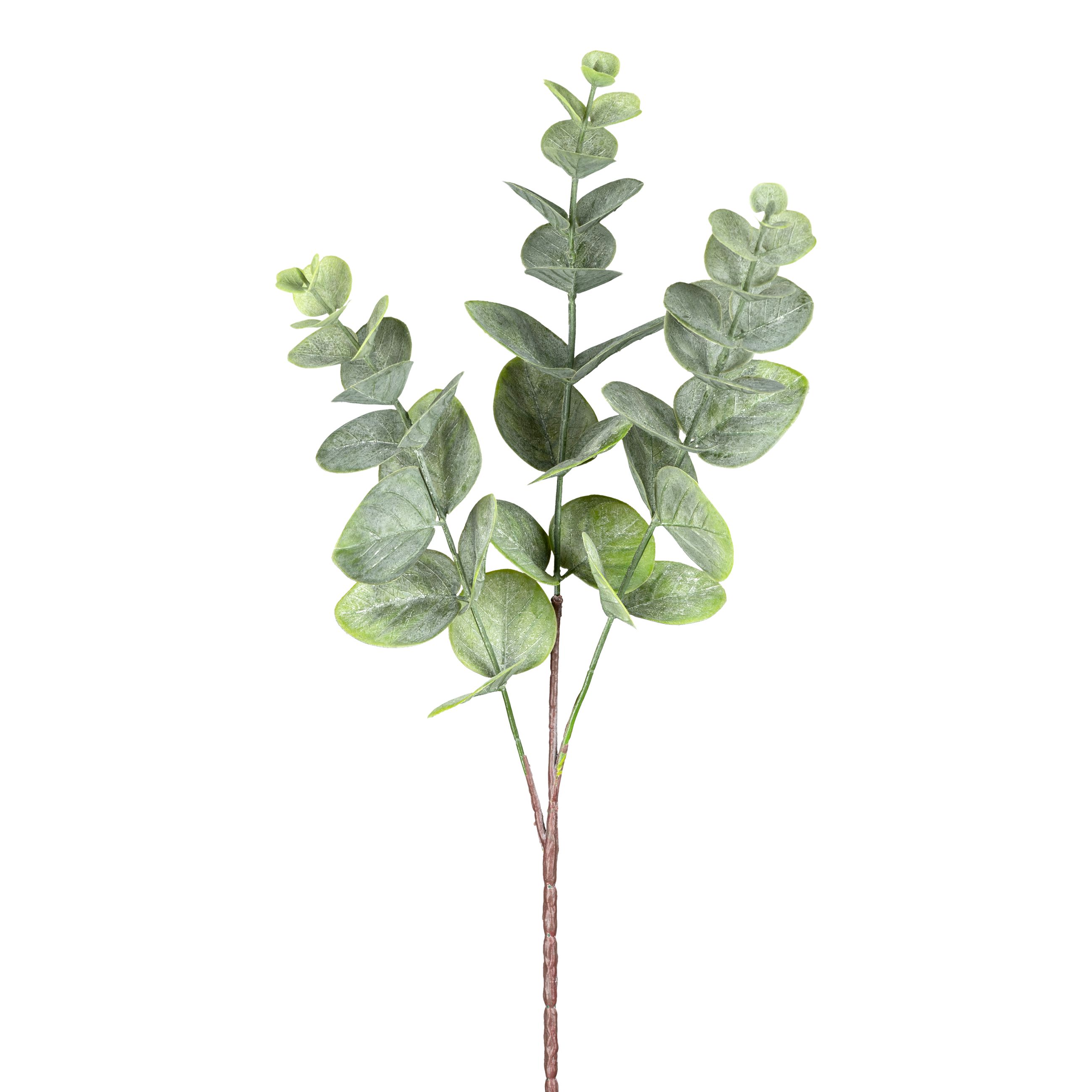 Eucalyptuszweig 51cm in Eucalyptuszweig 51cm
