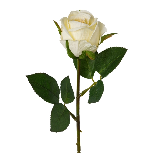 Gasper Rose, 45 cm, creme in Farbe Creme, Rosenkopf, weiße Rose, Rose, Blume, Stielrose